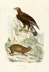 Kungsörn, 1833-39